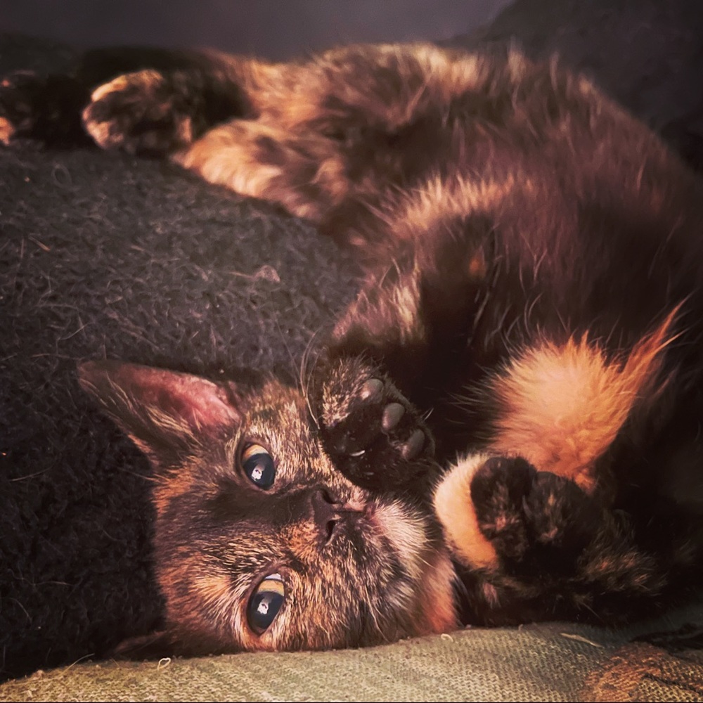 💕Cuddly Cats💕